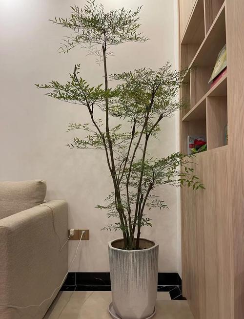 门前种竹子对家居风水有影响吗？