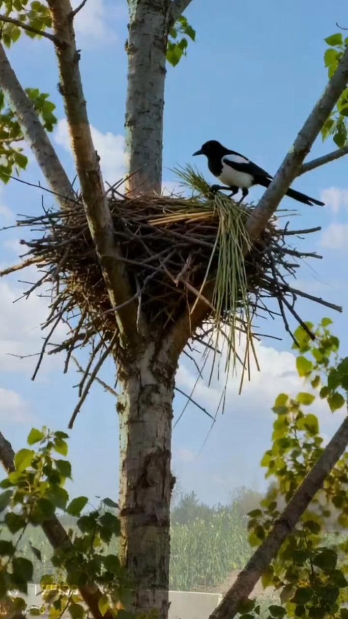 鸟儿筑巢的地方是否真的嫩反映出风水的好坏呢？