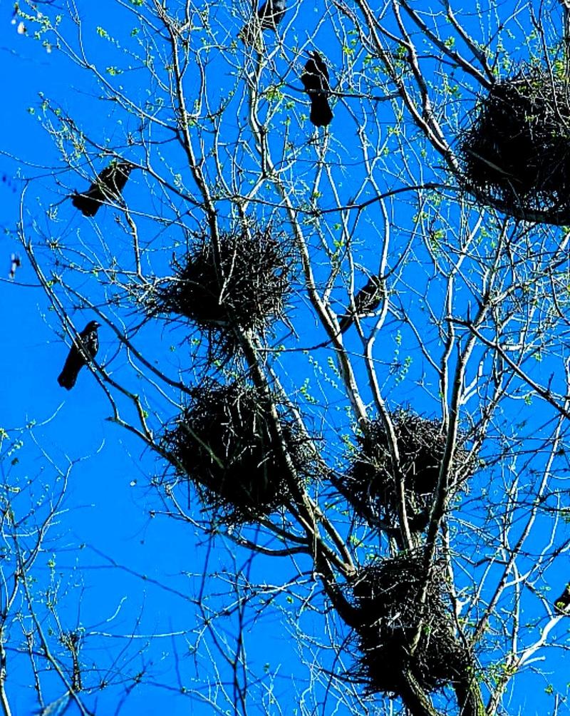 鸟儿筑巢的地方是否真的能反映出风水的好坏呢？