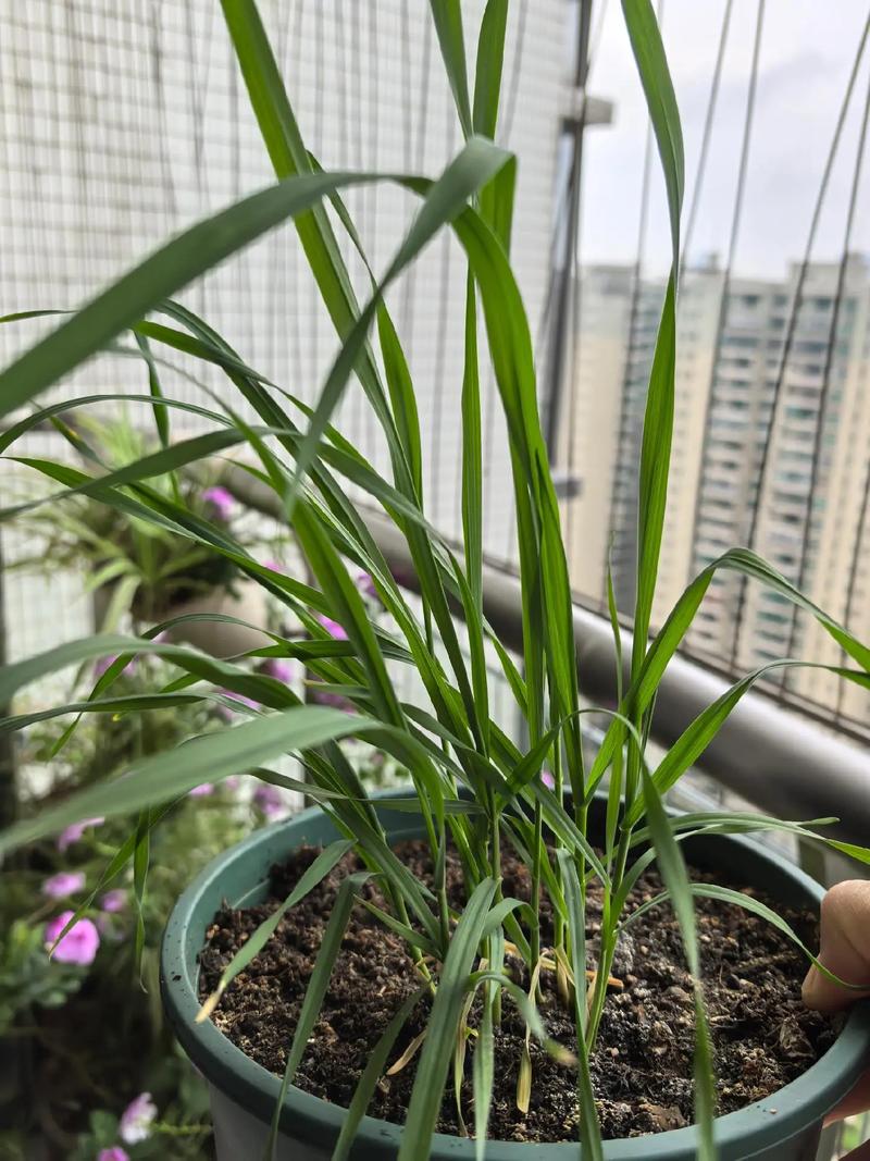阳台种植麦子对风水有影响吗？