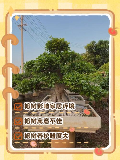 为什么风水上建议种植榕树？