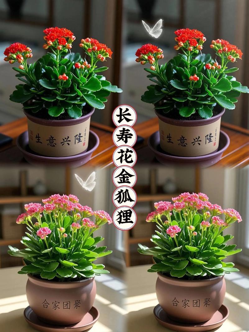 金命和火命适合养什么花？火命和金命搭配养花合适吗？