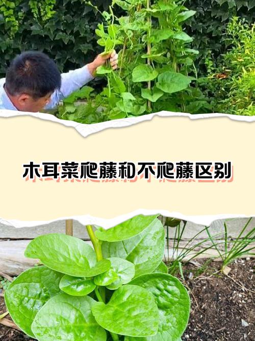 种爬藤蔬菜会对家居风水产生怎样的影响呢？