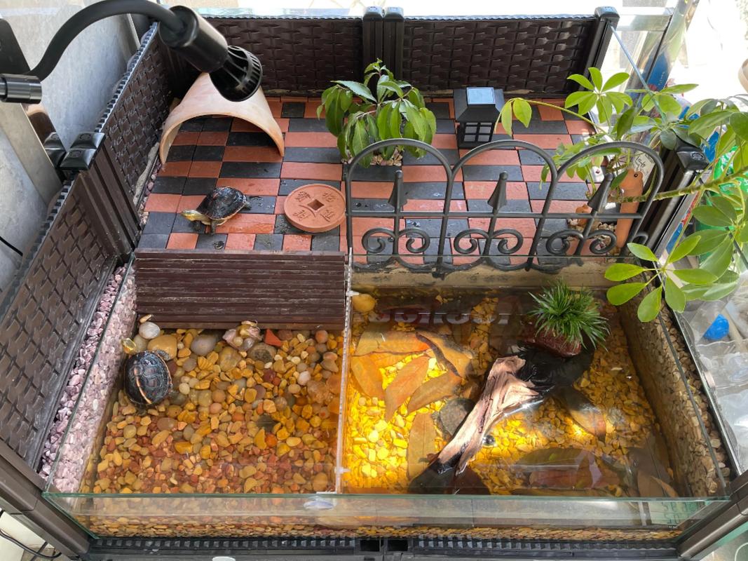 乌龟活动是否会影响或破坏家居风水布局？