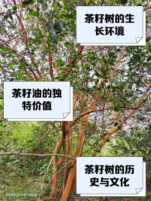 风水学中，房前种植茶籽树是否适宜呢？