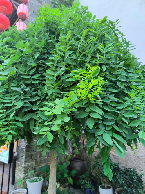 槐树种植风水上适宜吗？对家居风水有好处吗？