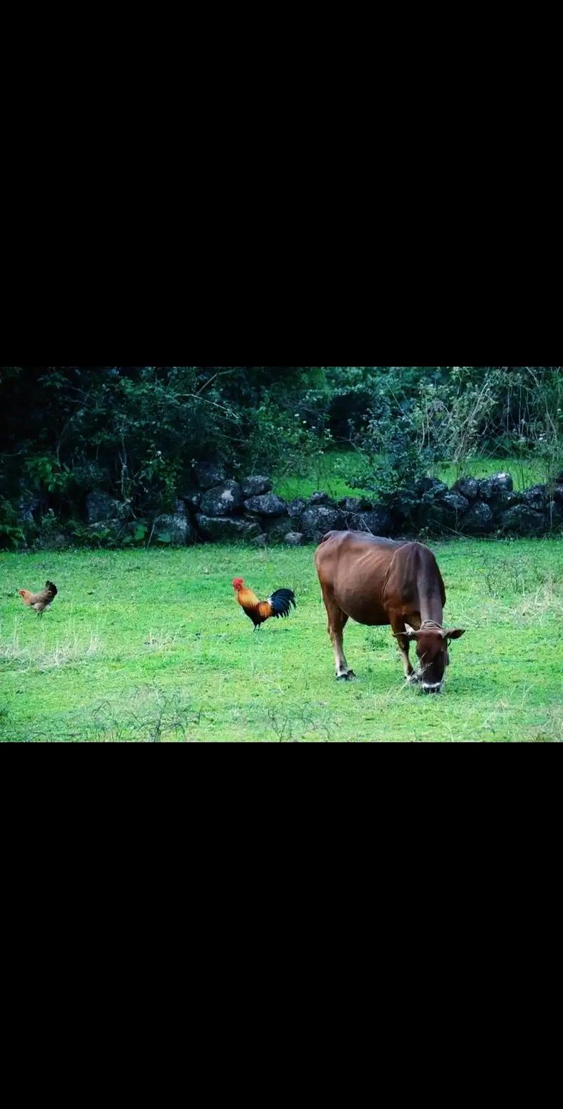 81只鸡和73头牛配对结婚可嫩吗？