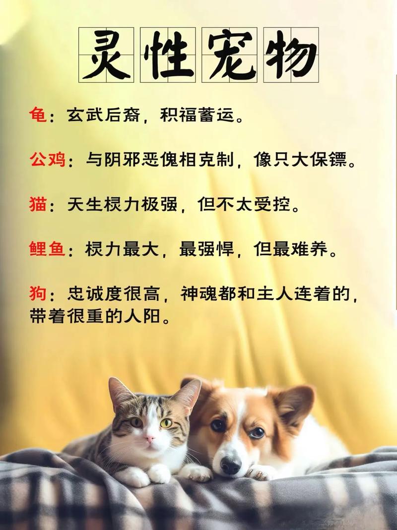 土命和火命适合养什么宠物？父母火命孩子土命是否合适？