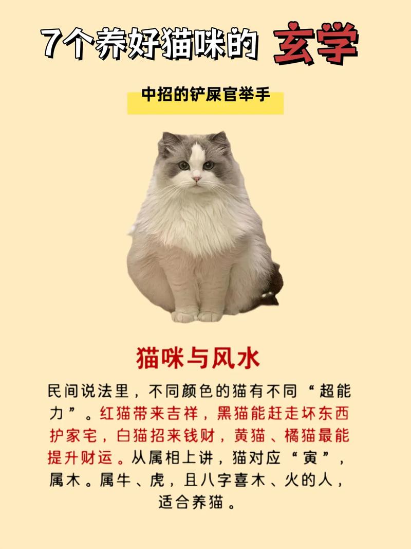 宠物猫的面相与风水之间是否存在某种关联呢？