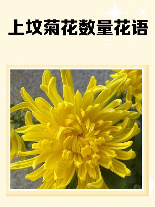 荒坟上种花风水怎么样？适合种植花卉吗？