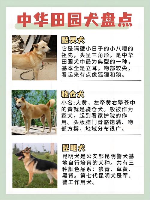 涧下水命适合养什么宠物？如何根据其命理特点进行宠物选择？