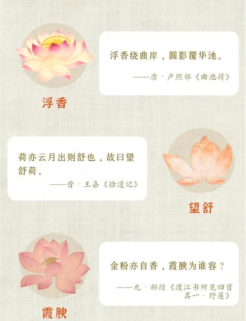 莲字取名寓意女孩，有哪些美好的寓意和象征？