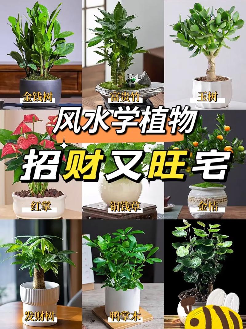 在风水门口摆放一盆花真的能改变运势吗？