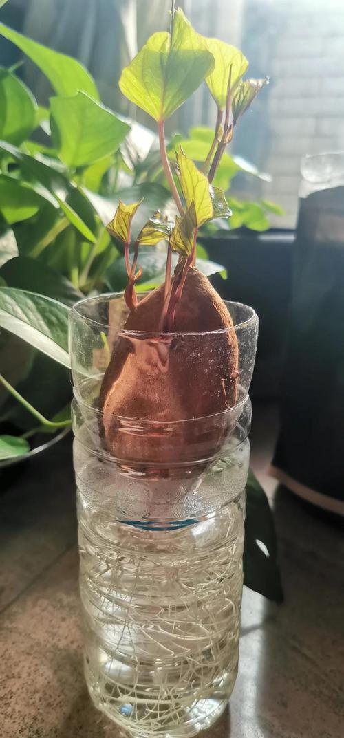门口种植红薯对风水有影响吗？