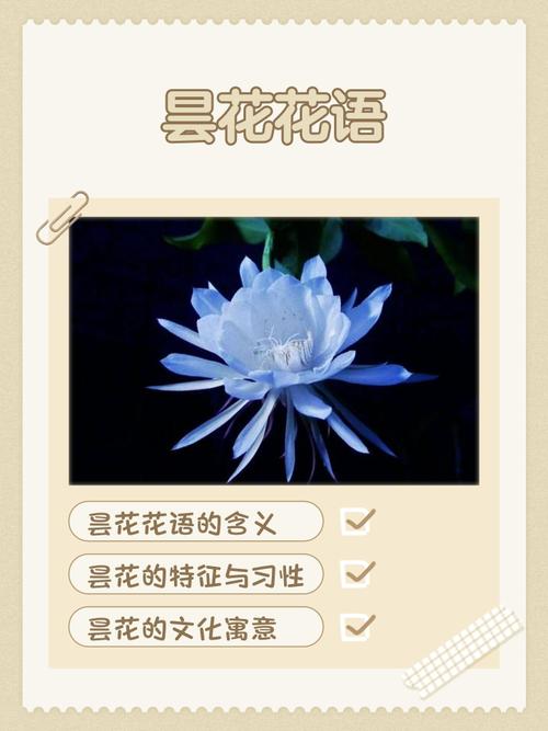 养昙花对风水来说，是不是能带来好运和吉祥呢？