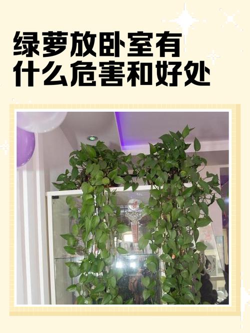 卧室摆放绿萝真的会影响风水吗？