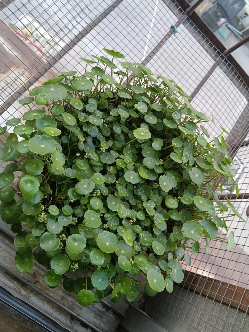 火命人适合种植或养护哪些植物？