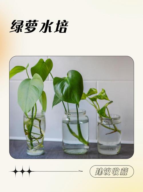 绿萝摆放在家里风水如何，对家居风水有好处吗？