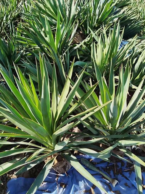 家里种植剑麻对风水有影响吗？
