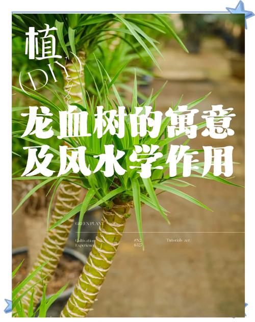 龙血树的风水作用有哪些具体表现？