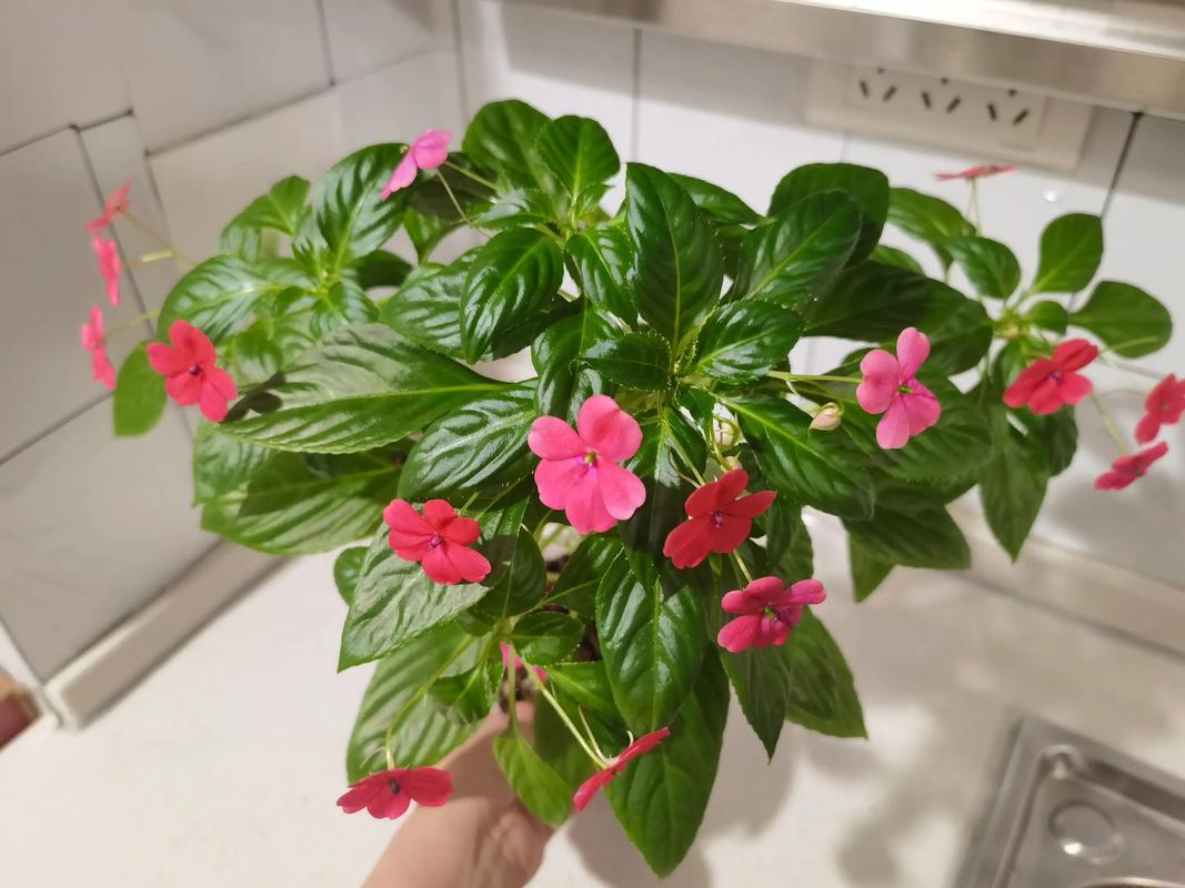 风水学中，玻璃翠植物适合在家里养护吗？