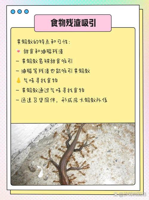 屋角蚂蚁频繁出现是否会对家居风水产生不良影响？