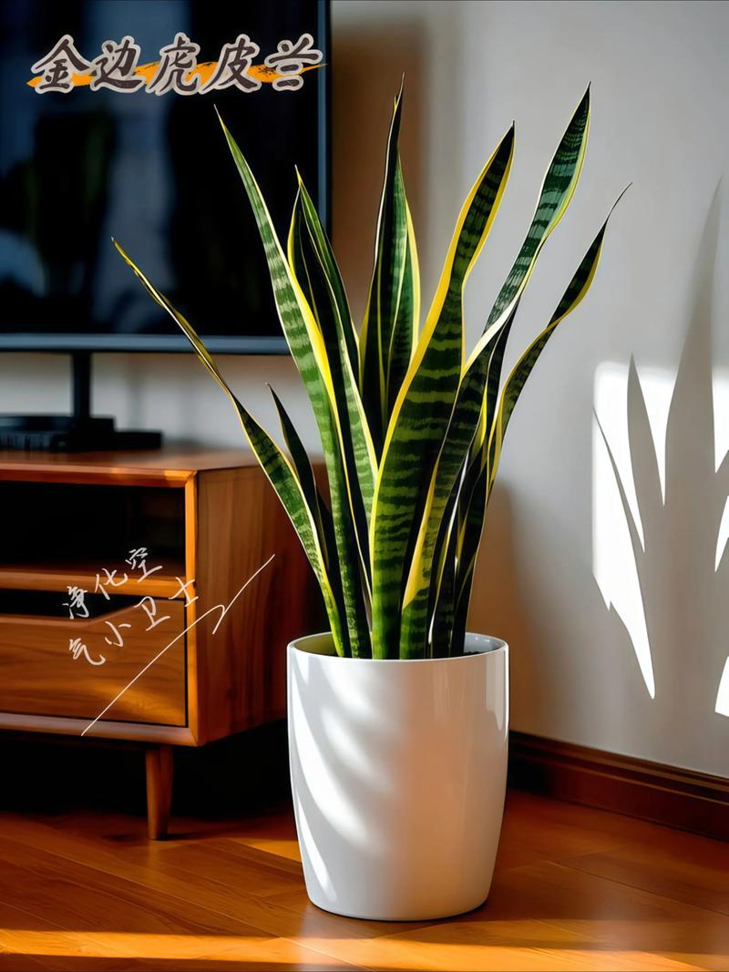金边虎皮兰摆放风水有何讲究？