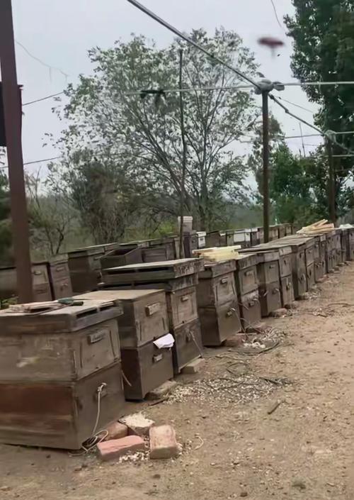 一年养一箱蜜蜂能赚多少钱，是按照什么标准命养的？