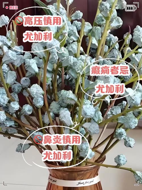 干花风水禁忌真的存在吗？有没有什么需要注意的地方？