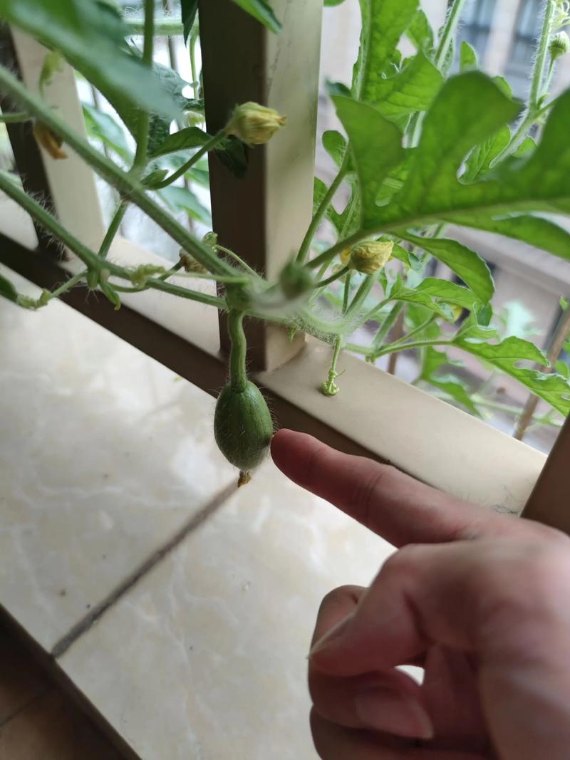 家里种西瓜风水会怎样？对家居运势有影响吗？