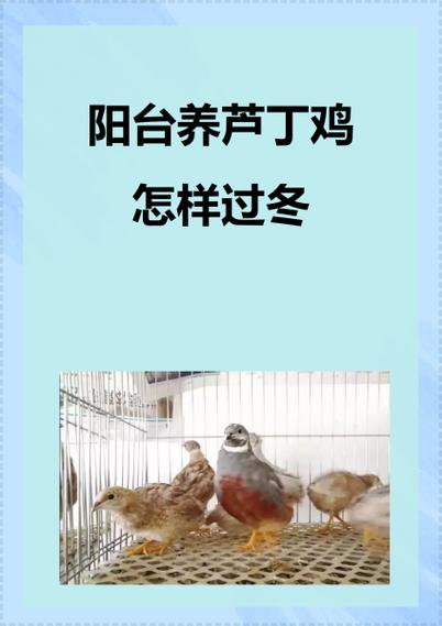 天台养鸡会对住宅风水产生怎样的不利影响呢？