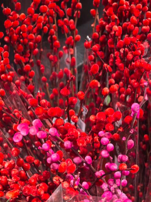 红色银柳种植在住宅周围会对风水产生怎样的影响呢？