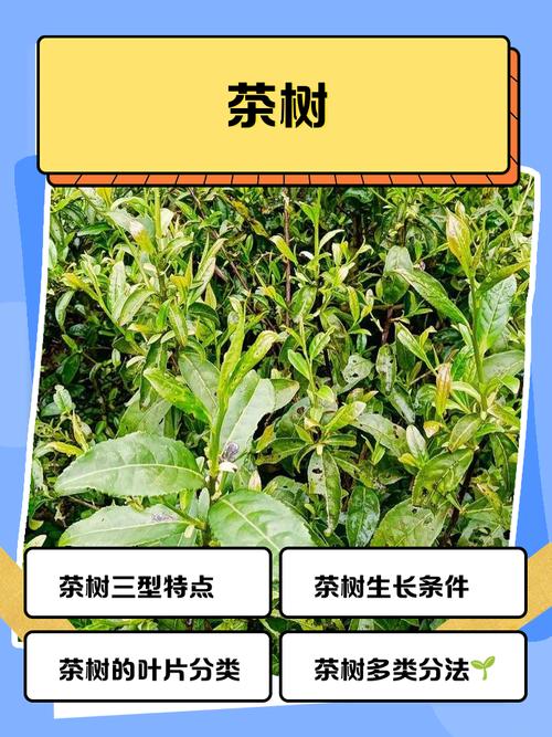 茶树作为风水树，其摆放位置和作用有何讲究？