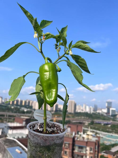 阳台种植辣椒风水适宜吗？
