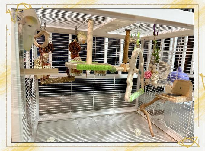 家里适合养鹦鹉的风水布局是怎样的呢？