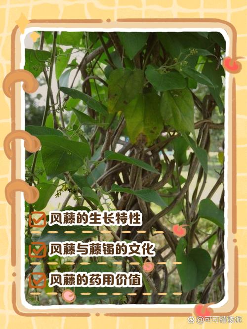 植物长藤对风水有影响吗？如何调整以改善风水？
