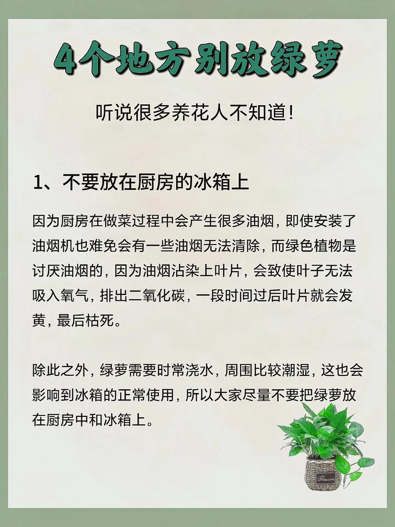 绿萝在风水上有哪些忌讳需要注意呢？