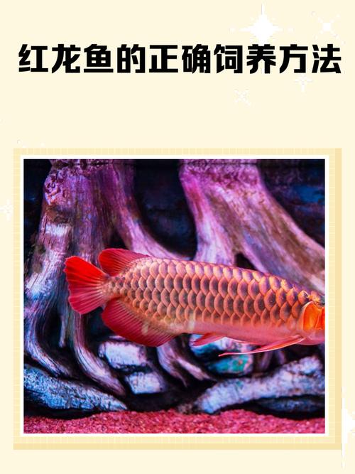 养驼背红龙对风水有何影响？这会对家居风水产生怎样的变化？