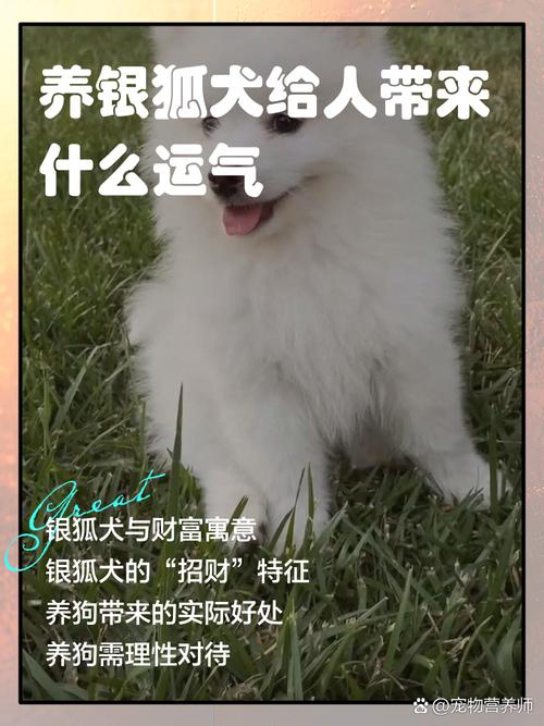 在风水上养宠物狗，真的能带来好运吗？