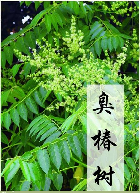 坟墓周边种植香椿树会对风水产生不良影响吗？