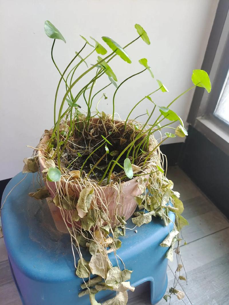 铜钱草枯萎是否意味着家中风水出现了问题？