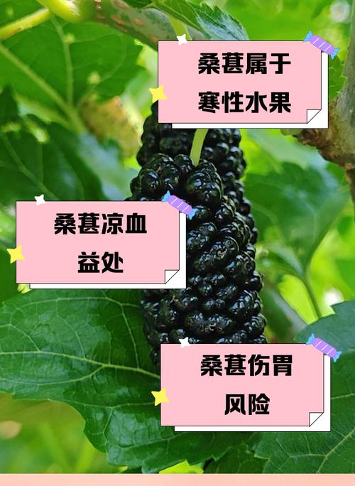 吃桑葚会对家庭风水产生不良影响吗？