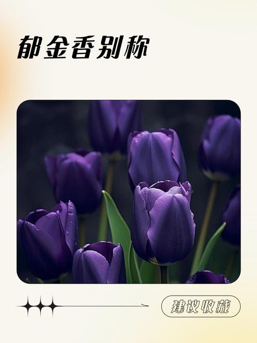 女孩用郁字取名，寓意着郁金香般的高雅与坚韧，那么这样的名字有什么美好寓意呢？