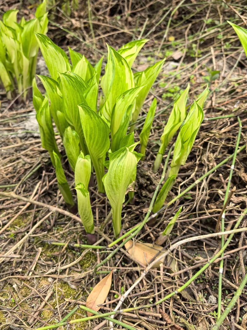 北方墓地风水适宜种植花卉吗？
