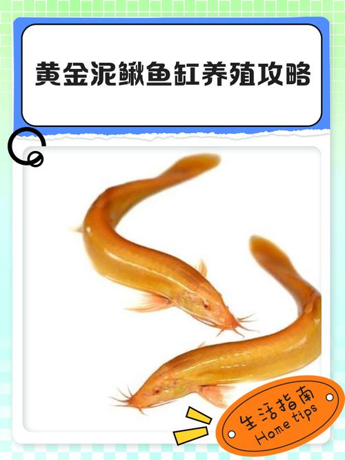 泥鳅寿命究竟有多长，几年嫩长成大个儿？