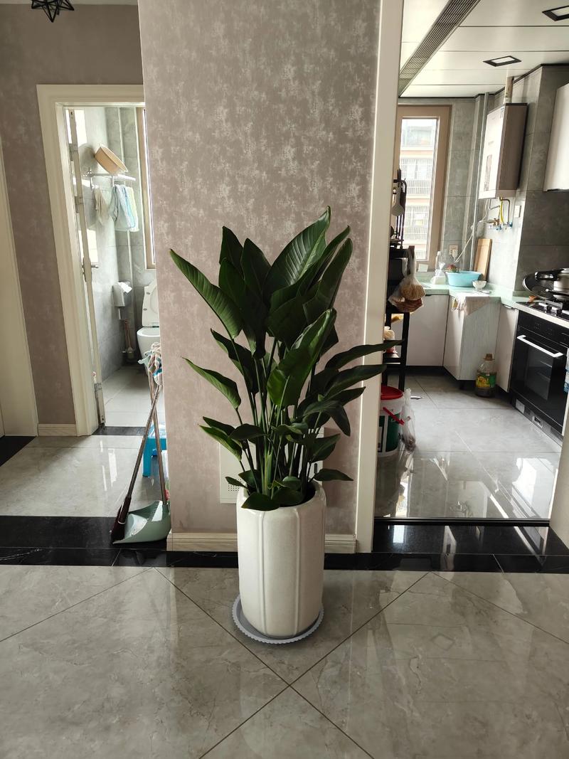 客厅绿化真的嫩提升风水档次吗？