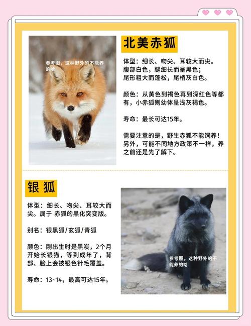 狐狸命的人有哪些特点？狐狸性格特点的女人有哪些表现？