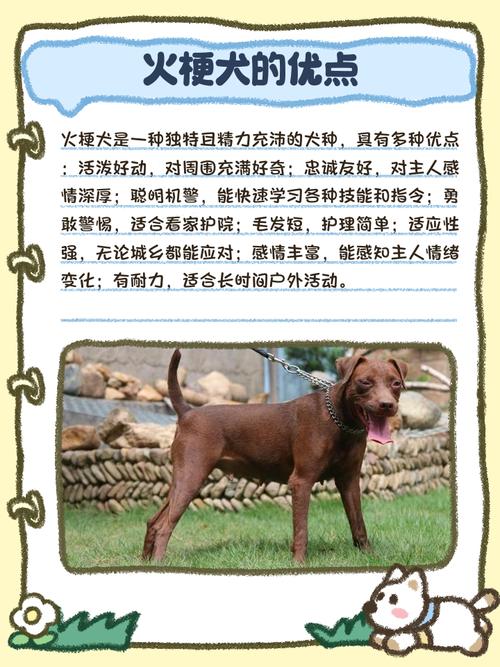 灯头火命的人适合养什么宠物？如何改善火命缺什么的情况？