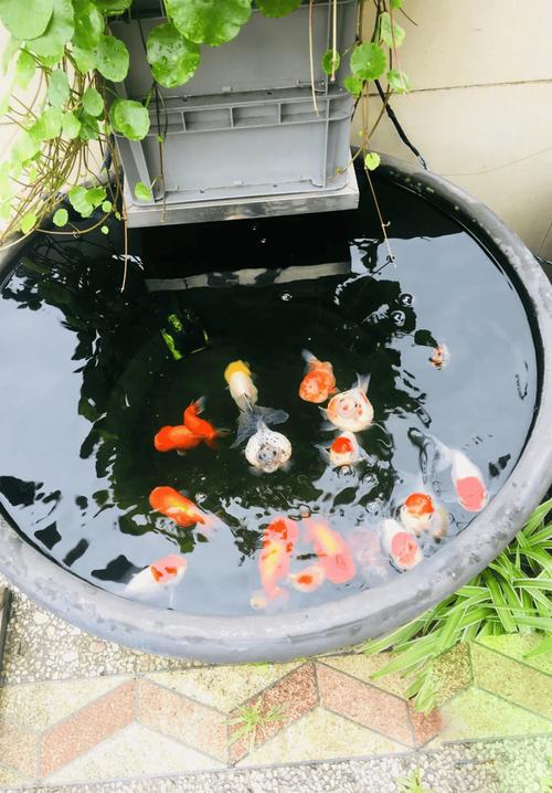 养金鱼真的能招财，这样的风水布置好吗？