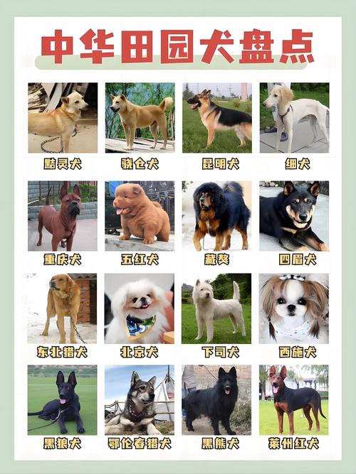 涧下水命适合养什么宠物？如何根据其命理特点进行宠物选择？